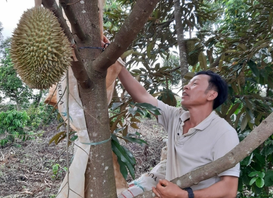 Lão nông biến vườn sầu riêng thường thành sầu riêng Thái